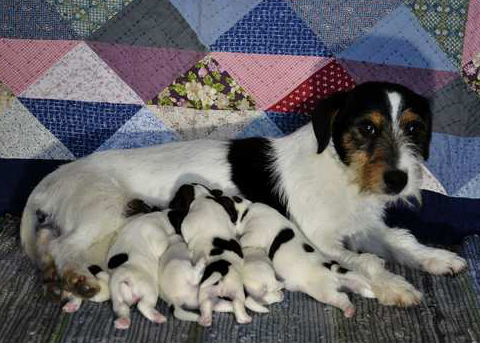 Cucciolata di Jack Russell Terrier Kevin & Didy