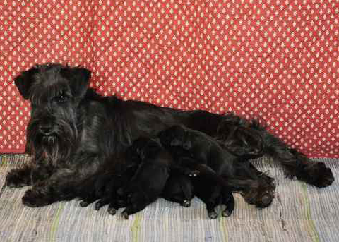 Cucciolata Schnauzer nano nero Gold & Nelly