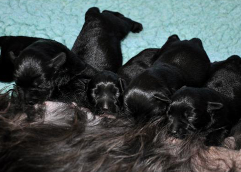 Cucciolata di Schnauzer nano nero Schwarzie & Gold