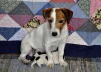 Cucciolata di Jack Russell Terrier Trumpy & Kevin