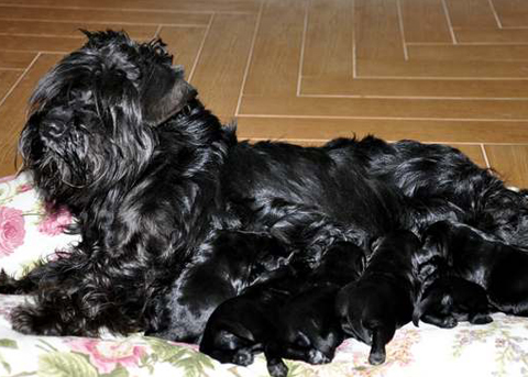 Cucciolata di Schnauzer nano nero Amelie & Ouki