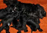 Cucciolata di Schnauzer nano nero Amelie & Lucky