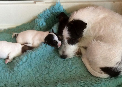 Cucciolata di Jack Russell Terrier Trixie & Jack