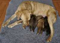 Cucciolata Chesapeake Bay Retriever Ivy & Primus