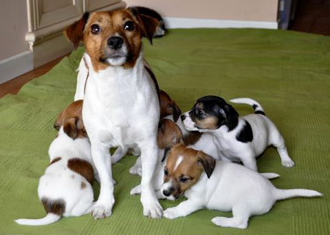 Cucciolata di Jack Russell Terrier Tinette & Kevin