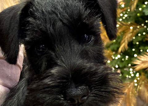 Cucciolata Schnauzer nano nero Nelly & Hermes