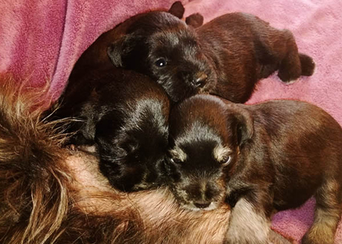 Cucciolata Schnauzer nano nero Bice & Hermes