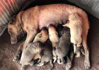 Cucciolata Chesapeake Bay Retriever Dora & Eric