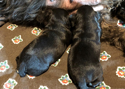 Cucciolata Schnauzer nano nero Zaza & Prospero