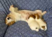 Cucciolata di Jack Russell Terrier Estelle & Bic