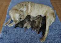 Archivio cucciolate Chesapeake Bay Retriever