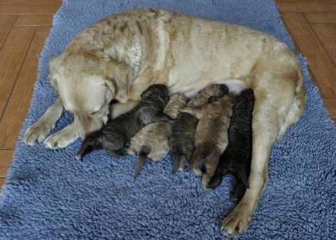 Archivio cucciolate Chesapeake Bay Retriever