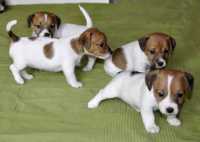 Archivio Cucciolate Jack Russell Terrier