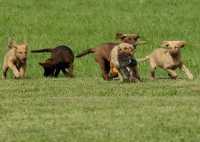 Alcuni miei Chesapeake Bay Retrieve