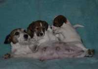 Cucciolata di Jack Russell Terrier Cherry & Ambrogio