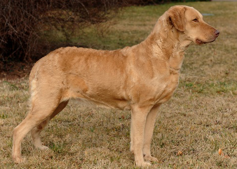 Standard Chesapeake Bay Retrieve