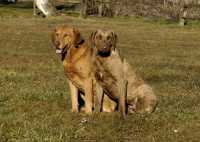 Chesapeake Bay Retriever