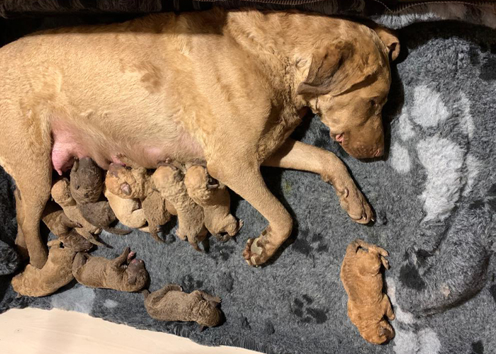 Cucciolata di Chesapeake Bay Retriever Eric & Dora