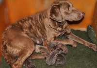 Cucciolata Chesapeake Bay Retriever Lekhaim & Dana