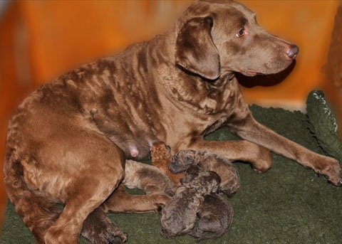 Cucciolata Chesapeake Bay Retriever Lekhaim & Dana