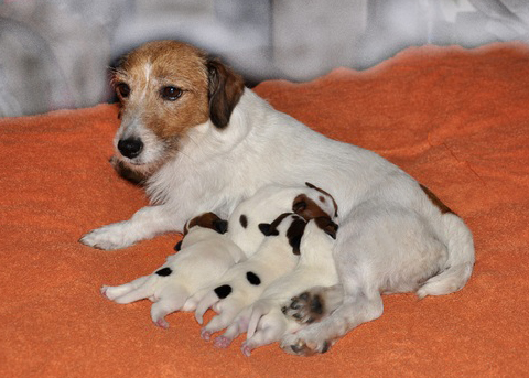 Cucciolata di Jack Russell Terrier Easy & Johnny