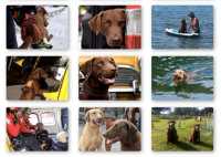 Photo gallery Chesapeake Bay Retriever