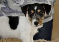 Jack Russell Terrier in pillole