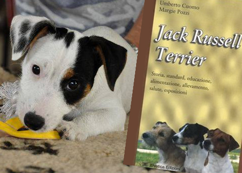 Jack Russell Terrier addestramento