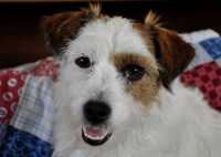 Commento allo Standard del Jack Russell Terrier

di Margie Pozzi