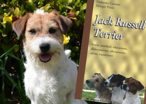 Jack Russell Terrier, cura dei tre tipi di mantello