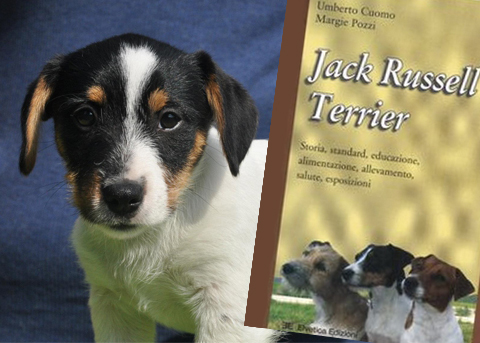 Alcune curiositÃ  sul Jack Russell Terrier