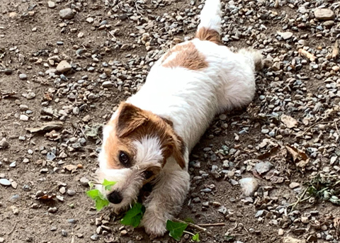 Standard del Jack Russell Terrier