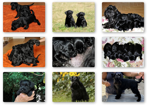 Photo gallery Zwergschnauzer