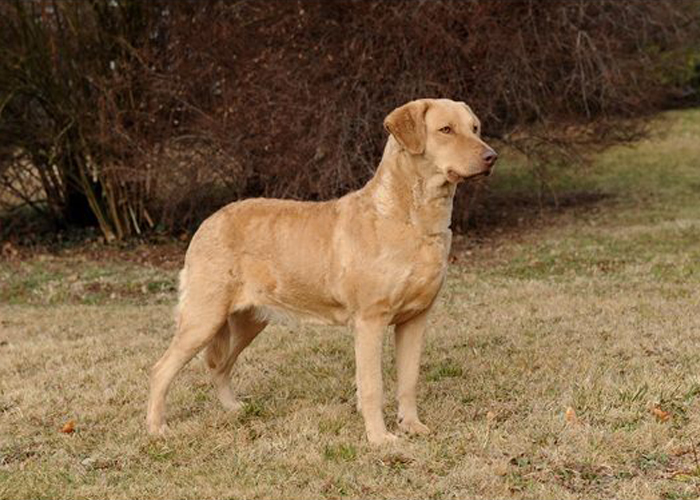 I miei perchè sul Chesapeake Bay Retriever...