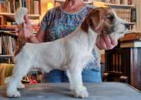 PerchÃ¨ Jack Russell Terrier?