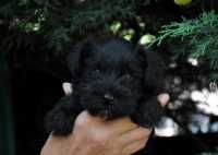 Cucciolata Schnauzer nano nero Schwarzie & Gold