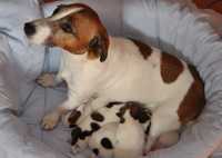 Cucciolata di Jack Russell Terrier tammy & Johnny