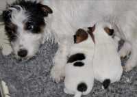 Cucciolata di Jack Russell Terrier Trixie & Leo