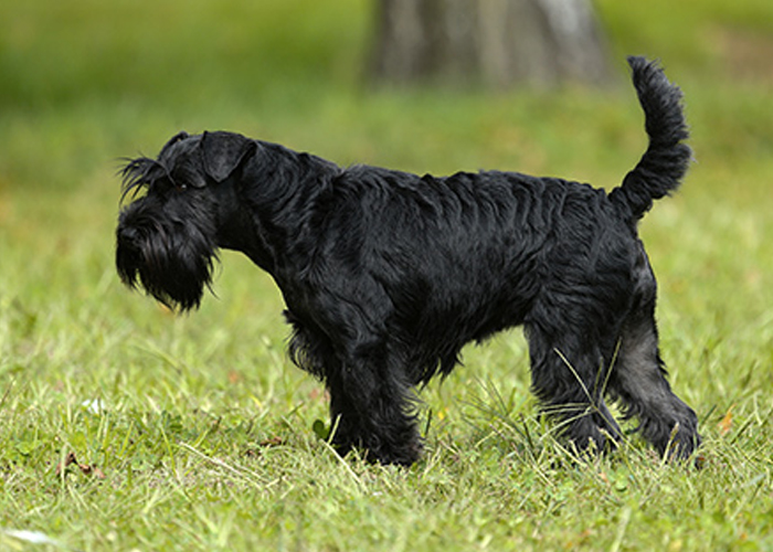 Schnauzer nano