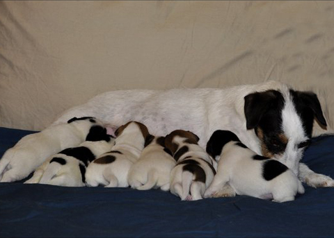 Archivio cucciolate Jack Russell Terrier