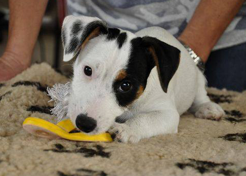 Addestramento del Jack Russell Terrier