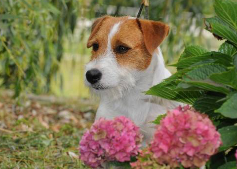 Alcune curiosità sul Jack Russell Terrier