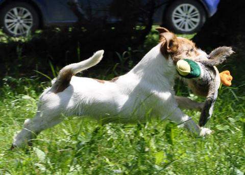 Jack Russell Terrier in pillole