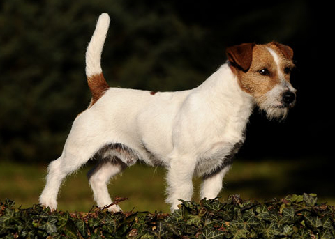 Alcuni miei Jack Russell Terrier