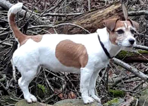 Il Carattere del Jack Russell Terrier
