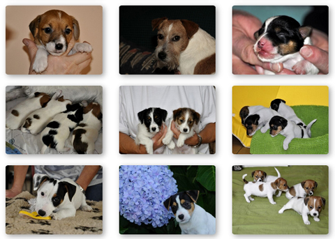 Photo gallery Jack Russell Terrier