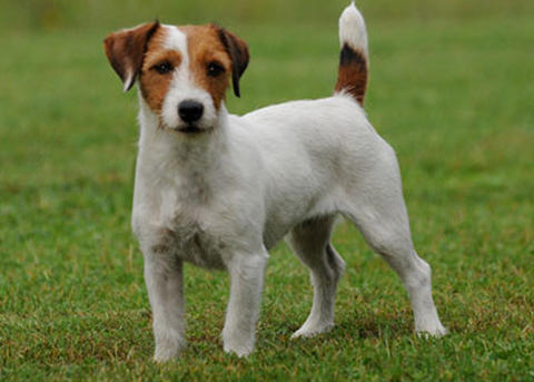 Presentazione Jack Russell Terrier