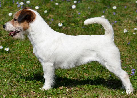 Standard Jack Russell Terrier