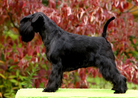 Standard Zwergschnauzer nero