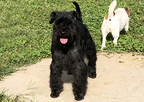 Presentazione Zwergschnauzer nero